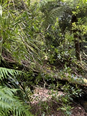 Pittosporum cornifolium