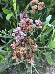 Tessaria absinthioides