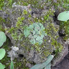 Ricciaceae
