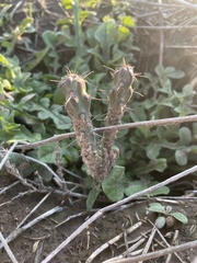 Cylindropuntia acanthocarpa