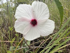 Hibiscus heterophyllus
