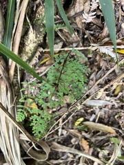 Lindsaea trichomanoides