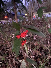 Viburnaceae