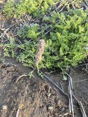 Cylindropuntia acanthocarpa