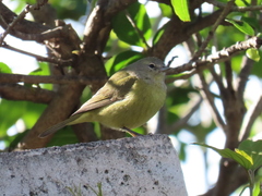 Leiothlypis celata orestera