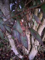 Viburnaceae