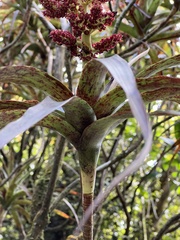 Dracophyllum traversii