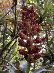 Dracophyllum traversii