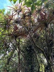 Dracophyllum traversii