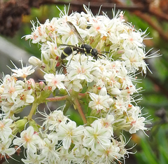 Parancistrocerus declivatus
