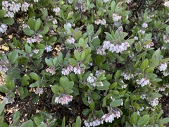 Arctostaphylos tomentosa