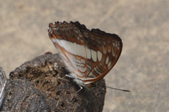 Adelpha alala