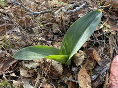 Platanthera michaelii