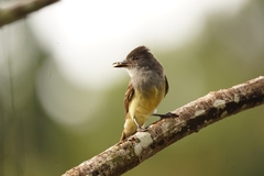 Myiarchus tuberculifer