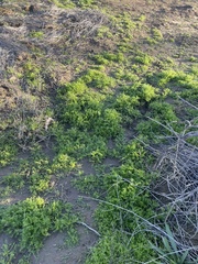 Oncosiphon pilulifer