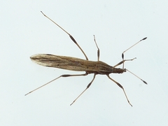 Berytinus minor