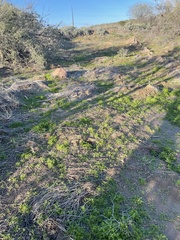 Oncosiphon pilulifer