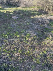 Oncosiphon pilulifer