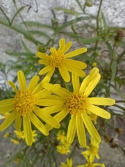 Senecio madagascariensis