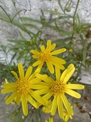 Senecio madagascariensis