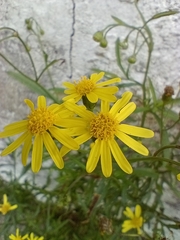 Senecio madagascariensis