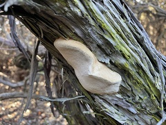 Phellinus arctostaphyli