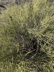 Ephedra aspera