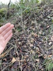 Camassia leichtlinii