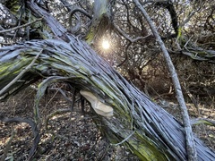 Phellinus arctostaphyli