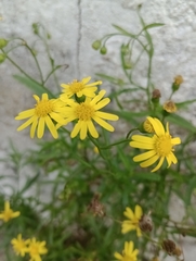 Senecio madagascariensis