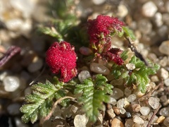 Synchytrium papillatum