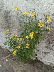 Senecio madagascariensis