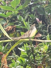 Anolis solitarius