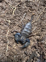 Hormurus