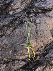 Zostera