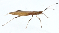 Berytinus minor