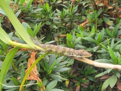 Anolis solitarius