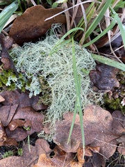 Ramalina farinacea