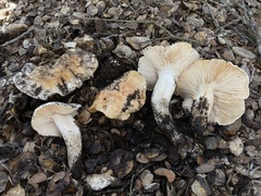Hygrophorus nemoreus raphaneus
