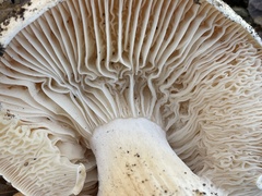 Hygrophorus nemoreus raphaneus