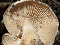 Hygrophorus nemoreus raphaneus