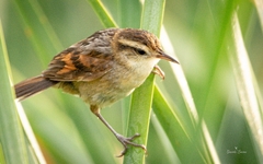 Wren-Like Rushbird photo 3