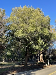 Quercus myrsinifolia