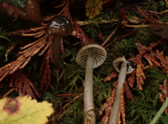 Lyophyllaceae