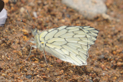Hesperocharis marchalii