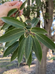 Quercus myrsinifolia