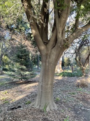 Quercus myrsinifolia