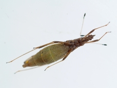 Berytinus minor