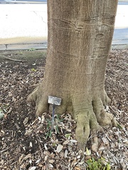 Quercus myrsinifolia