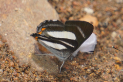 Siseme alectryo spectanda